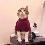 Avatar of Hammad Iqbal